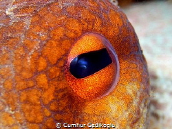 Octopus vulgaris eye by Cumhur Gedikoglu 